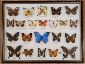 BUTTERFLY of Malaysia COLLECTION OF 22 Butterflies Monted Framed - Picture 1 of 14