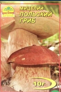 Samen Pilz Myzel Polierpilz Boletus badius - Bild 1 von 1