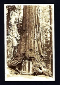 Postal RPPC de principios de 1900, Wawona Big Tree, Yosemite, California - Imagen 1 de 2