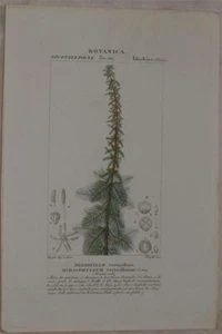 Turpin Plants Miriofillo Verticillato Myriophyllum Plants Botanica 1831 - Picture 1 of 2