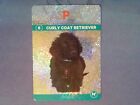 Foil Sparkle Curly Coat Retriever #6 2016 Aspca Pets & Creatures Trading Cards