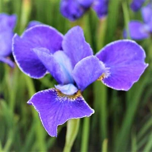 Easy to Grow Siberian Iris Silver Edge Plant Division - Picture 1 of 2