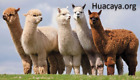 Huacaya.org