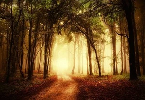 66"x96" - Large Self-Adhesive Sunset Forest Wall Mural Wallpaper - Picture 1 of 3