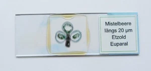 Mikroskopisches Präparat / Objektträger Mistelbeere - Bild 1 von 3