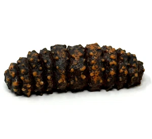 YOWIE Brown Sea Cucumber Animals w Superpowers Collection 2.15" Animal Figurine - Picture 1 of 5