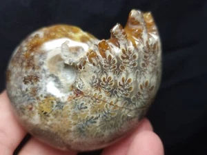 Ammonite Phylloceras Fossil from Madagascar 2.5" (140.3 gr.) - Picture 1 of 5