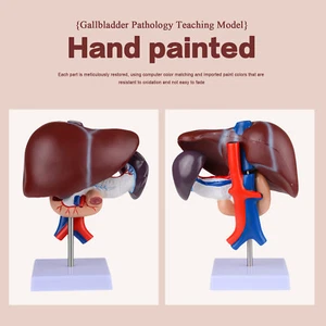 Menschliche Leber Bauchspeicheldrüse und Zwölffingerdarm Anatomisches Modell Medizinische Anatomie Lebensgröße CE - Bild 1 von 24