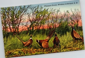 Postcard Pheasant Scene, Vicinity of Waubay, Webster & Bristol, South Dakota - Picture 1 of 2