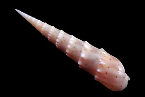 Tatskieshells - Terebra crenulata "crenulate auger" - 79mm - Picture 1 of 3