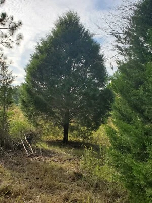 Eastern Red Cedar Trees. aromatic. breathtakingly beautiful