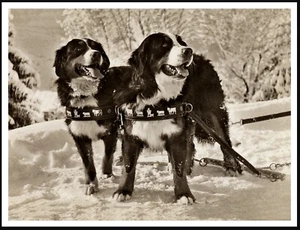 BERNESE MOUNTAIN DOG LOVELY A4 DOGS IN THE SNOW PHOTO PRINT POSTER - Picture 1 of 1