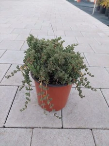 Drosanthemum-Barba di Giove - Foto 1 di 2
