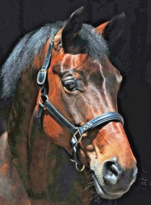 STRASS-LEDER-Halfter, schwarz mit silber, super Leder, extra gepolstert Gr. PONY - Bild 1 von 3