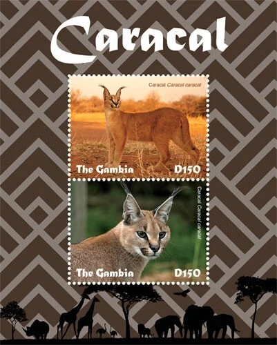 Gambia 2019 - Caracal - Animales - Hoja de estampillas de recuerdo - MNH Foto 1 de 1