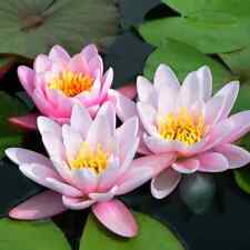Marliacea Rosea Pink Hardy Water Lily Tuber Rhizome Live Pond Plant