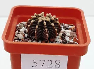 Gymnocalycium friedrichii Agua Dulche LB2178 /5528/,D23 mm, raíz propia - Imagen 1 de 2