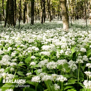 Großpack 2500 SAMEN Waldknoblauch - Allium ursinum - Bärlauch Kräuter Ramsons - Bild 1 von 4
