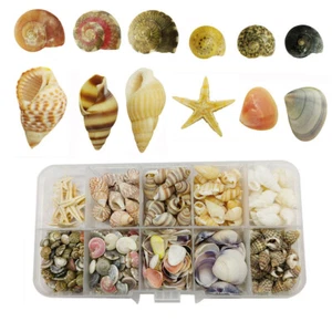 350PCS Assorted Natural Shell Conch Starfish for Fish Tank Decor Home Ornament - Picture 1 of 5