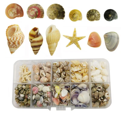 JULIE WANG 350 PIEZAS Surtido Natural Caracola Estrella de Mar para Decoración de Pecera Adorno del Hogar