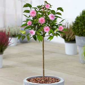 Camellia Spring Festival Tree | Potted Evergreen Patio Trees for Small Gardens - Picture 1 of 10