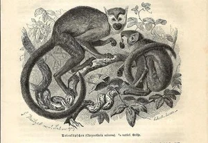 Stampa antica SCIMMIE Chrysothrix sciurea monkeys 1891 Old antique print - Picture 1 of 1