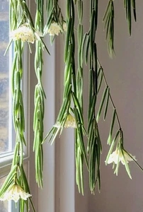 Hoya Linearis trailing vine|Easy growing houseplant|Fragrant yellow/white flower - Picture 1 of 7