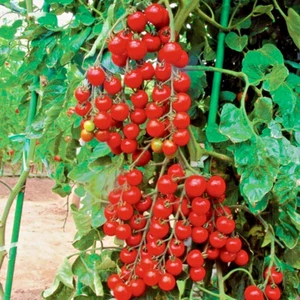 Tomatenkirsche SWEET ROSSO 30 BIO SAMEN ertragreicher Ertrag Millionen Tomaten gentechnikfrei - Bild 1 von 2