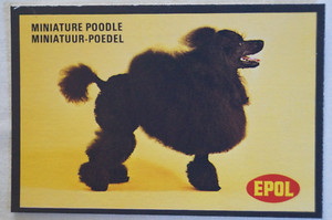 Dogs Vintage 1974 Epol Animal Feeds Colour Collector Card - Miniature Poodle