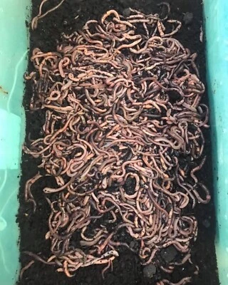 1000 rastreadores nocturnos canadienses  Foto 1 de 2