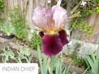 IRIS GERMANICA  -  INDIAN CHIEF  -   GIANT FLAG IRIS.