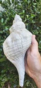 Huge Lee Creek Horse Conch Shell Fossil Triplofusus - Picture 1 of 3