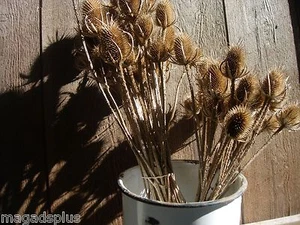 30 Long Stems DRIED TEASEL THISTLE HEADS Floral Crafts Display - Picture 1 of 2