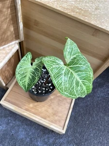 Syngonium Batik - Established Plant - Picture 1 of 2