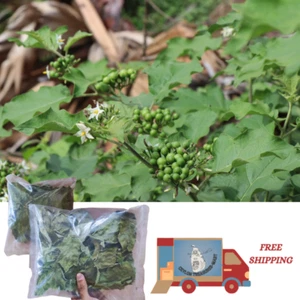 Ceylon 100% Pure Sun Dried Turkey Berry Leaves Solanum Torvum Natural Organic. - Picture 1 of 3