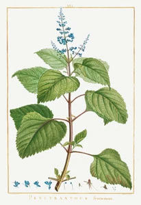 Plectranthus Fruticosus - 1784 - Pierre Joseph Redoute - Illustrationsmagnet - Bild 1 von 2