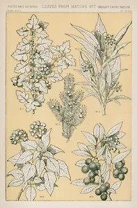 Dekoration Poster. Home Interior Design Muster Motiv Kunst. Blumen. Blätter.14923 - Bild 1 von 1