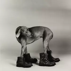 HUND TRÄGT STIEFEL WILLIAM WEGMAN FOTOKUNST Bilddruck Fay Ray in größeren Größen - Bild 1 von 1