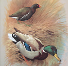 Basil Ede Birds Mallard Duck and Moorhen Vintage Art Print Book Plate 34
