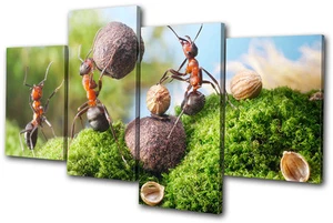 Humour Cracking Nuts MULTI Leinwand Wand Kunst Bild drucken - Bild 1 von 1