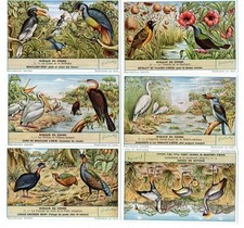 LIEBIG  S 1632   F  1630   C/SET ' BIRDS OF THE CONGO  'V/G  FRENCH or DUTCH ISS