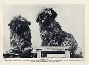 LHASA APSO TWO LITTLE DOGS CHARMING EARLY EXAMPLES OF THE BREED 1930'S DOG PRINT - Foto 1 di 1