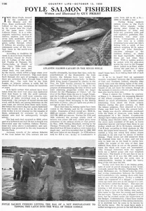 1950 River Foyle Salmon Fisheries Ireland Atlantic Salmon - Picture 1 of 2