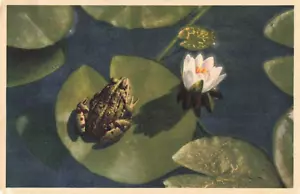 AK Weiße Seerose WB - Bild 1 von 2