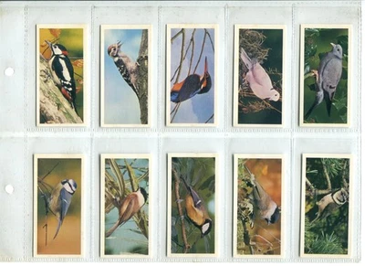 British Birds 1976 Craven Black Cat Cigarette Cards - Full Set of 50 Cards - Image 1 of 4