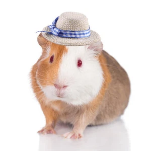 Funny Hamster Golden Silk Bear Hat Creative Pet Hat Photo Props Pet Supplies - Photo 1/26