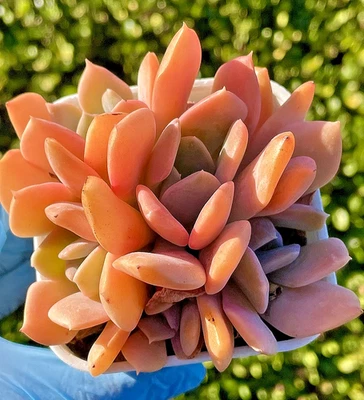 Rare Succulent Echeveria Misty Lilac 5-Head 4-Inch Rooted Live Plant Decor Gift - Image 1 of 4