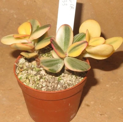Crassula argentea cv Maruba NISHIKI variegata EB-CR633-T6 Geldbaum Bonsai Ovata - Bild 1 von 2