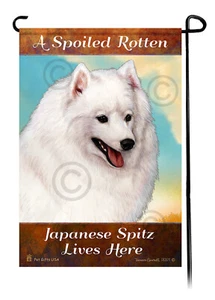 Hier lebt ein verwöhnter fauler japanischer Spitz - Bild 1 von 1