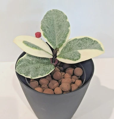 RARE Hoya Carnosa Argentea Picta Actual starter plant from pictures - Image 1 of 4